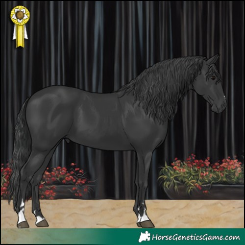 Horse Color:Black 