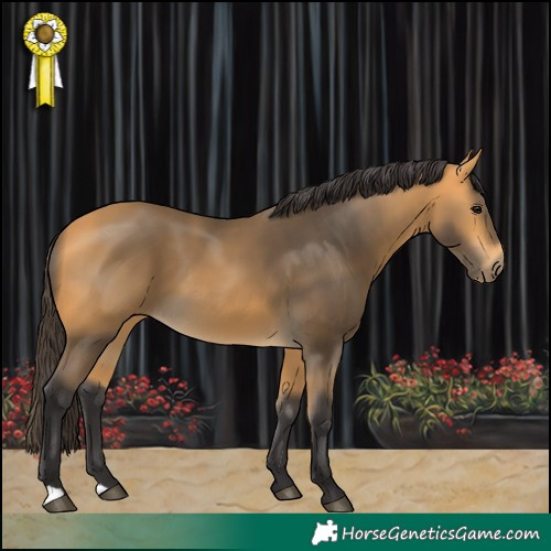 Horse Color:Buckskin 
