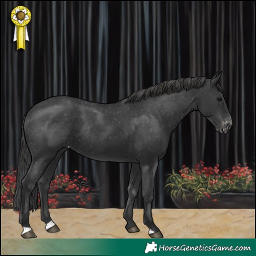 Horse Color:Black Appaloosa Rabicano 