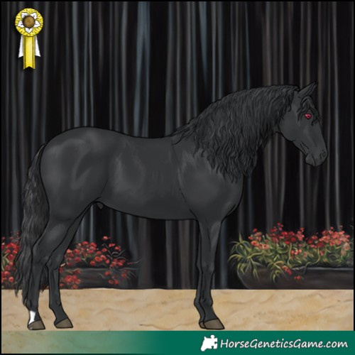Horse Color:Black 