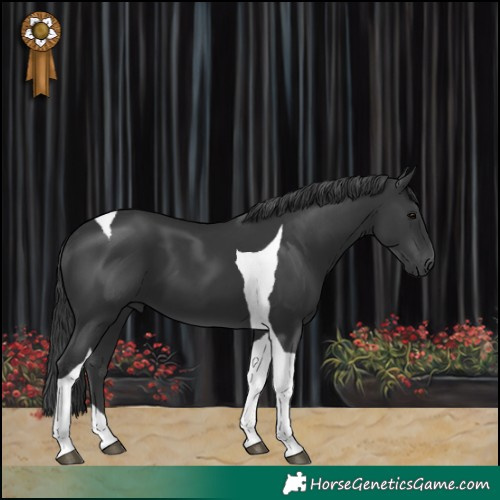 Horse Color:Black Tobiano 