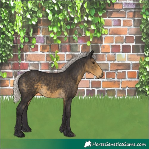 Horse Color:Silver Smoky Black