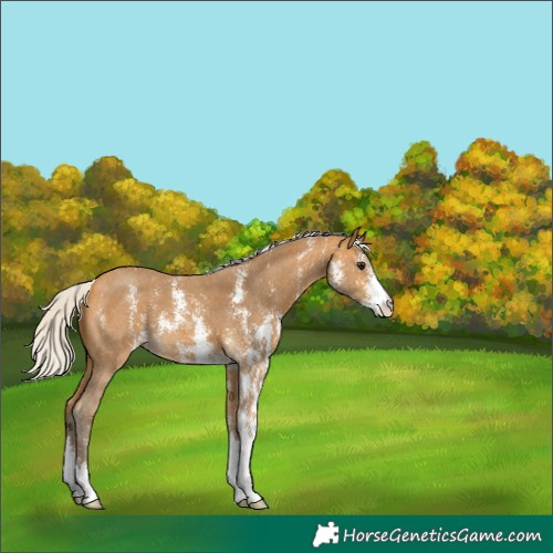 Horse Color:Silver Buckskin Sabino 