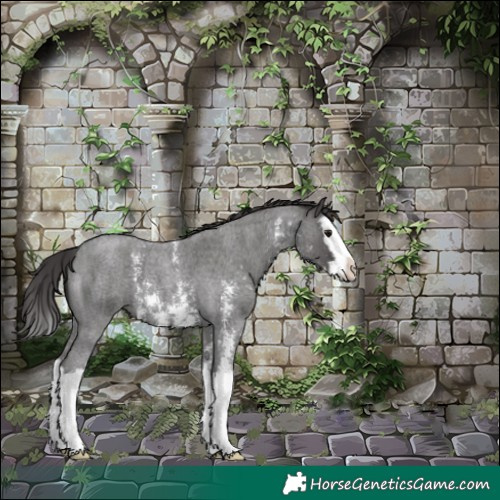 Horse Color:Smoky Blue Roan Sabino Splash 
