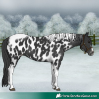 Horse Color:Black Tobiano Near Leopard
