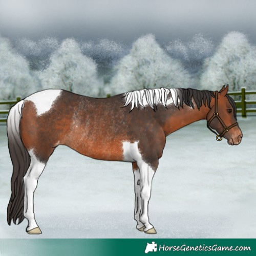Horse Color:Bay Tobiano Varnish Rabicano 