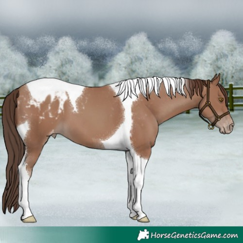 Horse Color:Classic Champagne Tobiano Appaloosa 