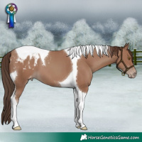 Horse Color:Classic Champagne Tobiano Blanket