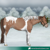 Horse Color:Classic Champagne Tobiano Appaloosa