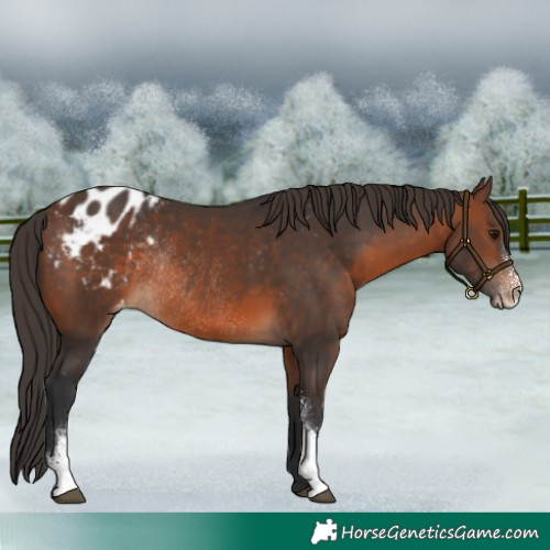 Horse Color:Brown Sabino Blanket Rabicano 