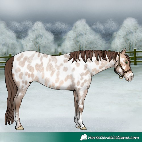 Horse Color:Amber Champagne Roan Sabino Near Leopard 