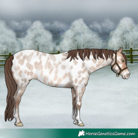 Horse Color:Amber Champagne Roan Sabino Near Leopard