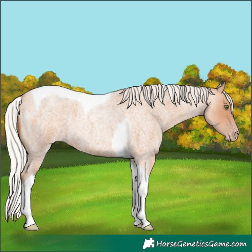 Horse Color:Unknown 