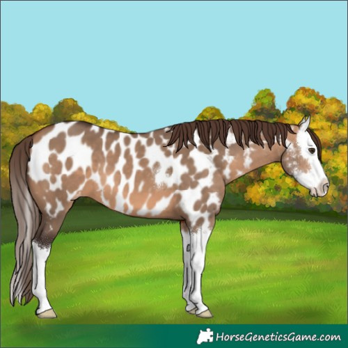 Horse Color:Bay Dun Sabino Splash Appaloosa 