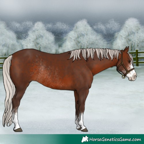 Horse Color:Silver Brown Sabino Rabicano 