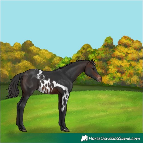 Horse Color:Brown Skewed Appaloosa 