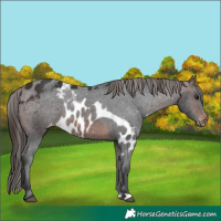 Horse Color:Brown Skewed LP Spotted 