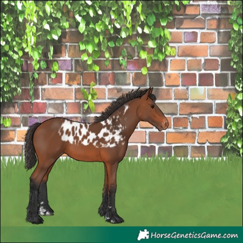 Horse Color:Bay Skewed Appaloosa 