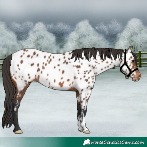 Horse Color:Bay Appaloosa 