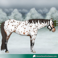 Horse Color:Bay Appaloosa