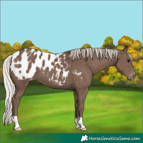 Horse Color:Silver Black Appaloosa 