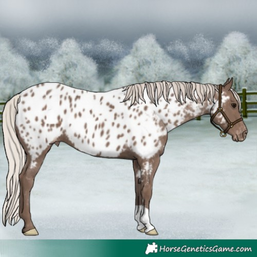 Horse Color:Silver Black Appaloosa 