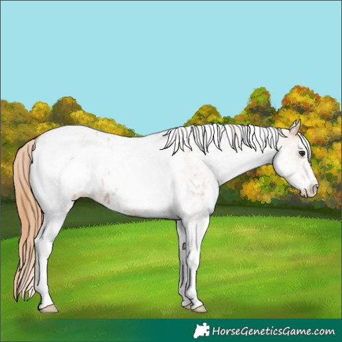 Horse Color:White Spotted Chestnut Tobiano Blanket 