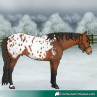 Horse Color:Bay Blanket 