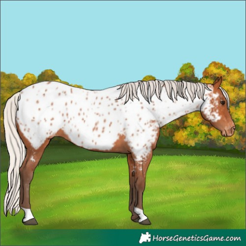 Horse Color:Silver Bay Near Leopard 