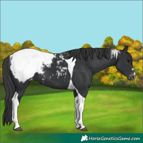 Horse Color:Black Tobiano Snowcap 
