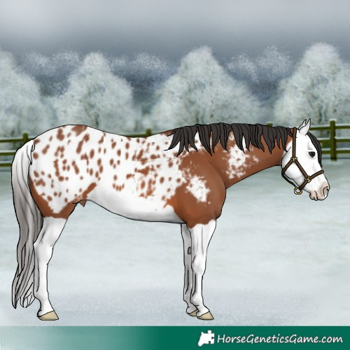 Horse Color:Bay Splash Appaloosa