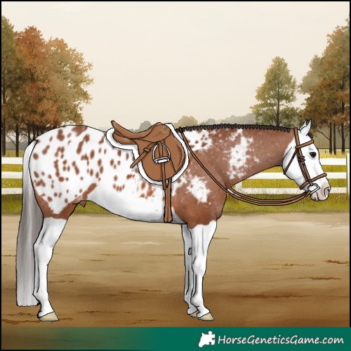 Horse Color:Bay Splash Appaloosa