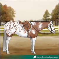 Horse Color:Bay Splash Blanket