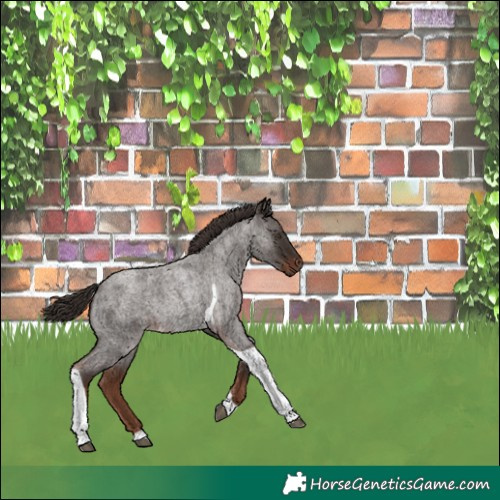 Horse Color:Liver Red Roan Tobiano Rabicano
