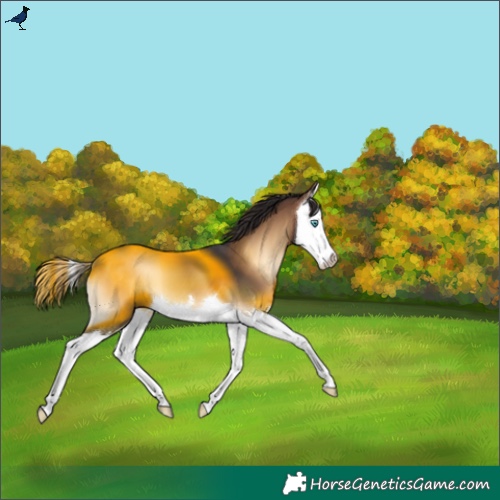 Horse Color:Brown Onyx Splash