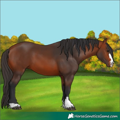 Horse Color:Bay 
