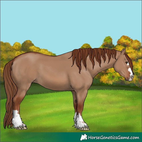 Horse Color:Red Dun 