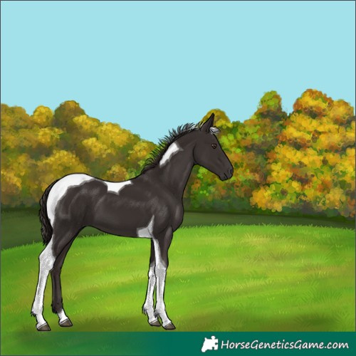 Horse Color:Liver Chestnut Tobiano 
