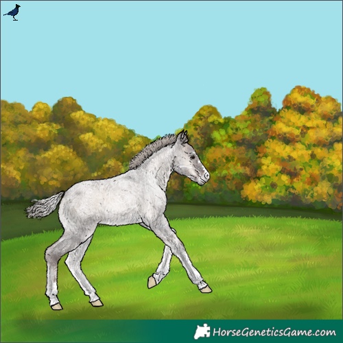 Horse Color:Silver Blue Onyx Ice Roan