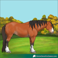 Horse Color:Bay 