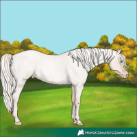 Horse Color:Gold Cream Champagne Roan Pearl 