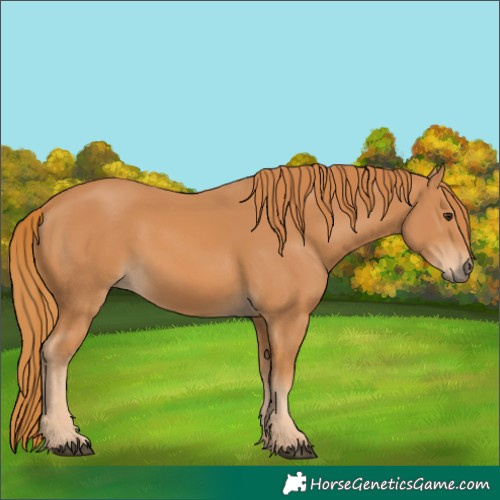 Horse Color:Chestnut 