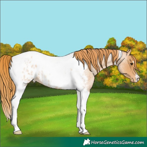 Horse Color:Red Roan Tobiano Appaloosa 