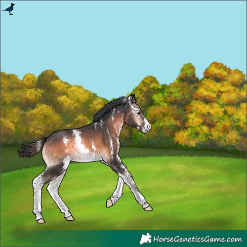 Horse Color:Brown Onyx Sabino