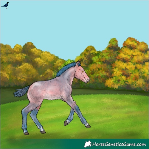 Horse Color:Watercolor Buckskin Dun