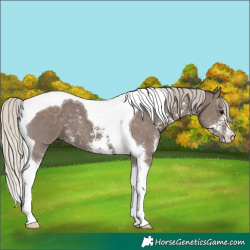 Horse Color:Silver Black Sabino Tobiano 