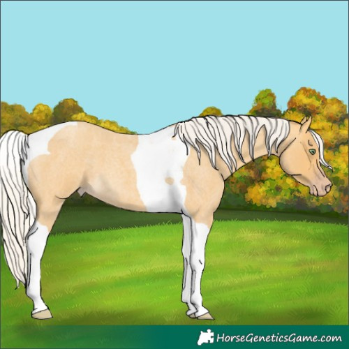 Horse Color:Silver Amber Cream Champagne Roan Tobiano