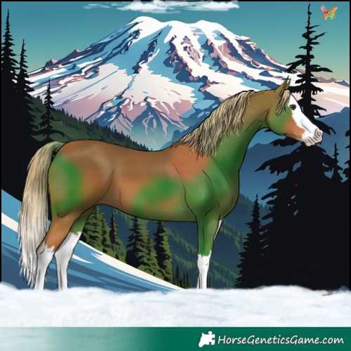 Horse Color:Chestnut Splash 