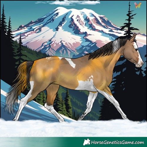 Horse Color:Bay Dun Splash Tobiano 