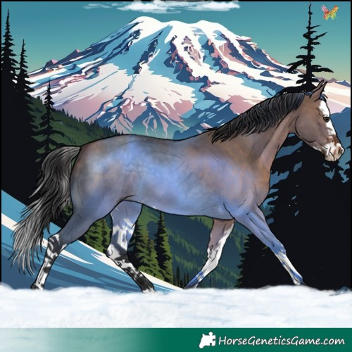 Horse Color:Brown Dun Splash
